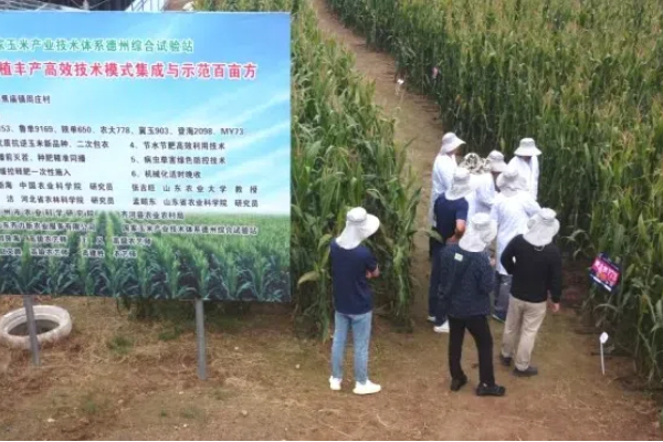 イービジョン、黄淮海地域の夏トウモロコシの収穫量増加を支援