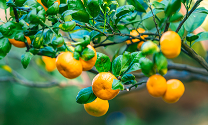 ヘラクレス-ea-柑橘類の場合は30倍
