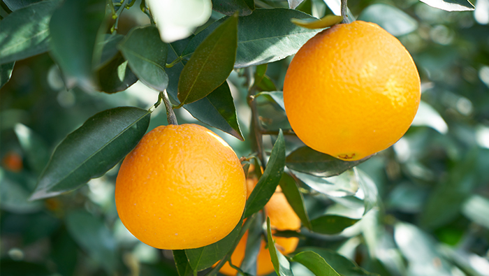 果樹に打撃を与えるには20リットル/エーカー？リン氏: 私は 3000 エーカーのオレンジを管理するのに 1.5 リットル/エーカーを使用しています。