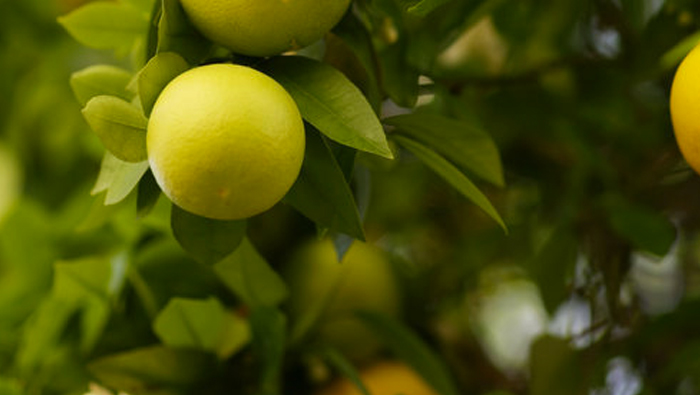熟成した太いクラウン柑橘類におけるハダニの発生を治療する方法